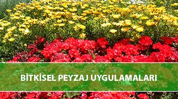 Bitkisel Peyzaj Uygulamaları